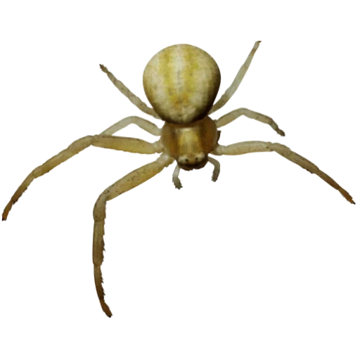 spider, spider spider, spider widow, white-bottomed spider, transparent background spider