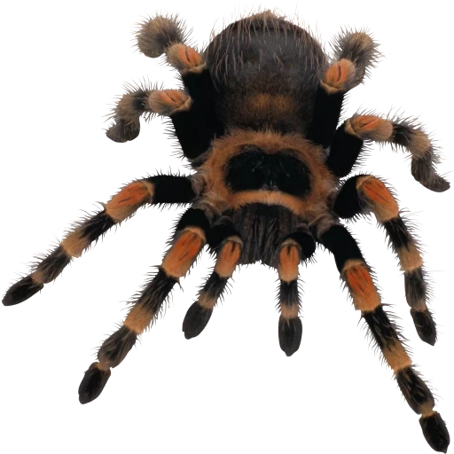 picture, spider chuck, spider tarantula, white-bottomed spider, transparent background spider