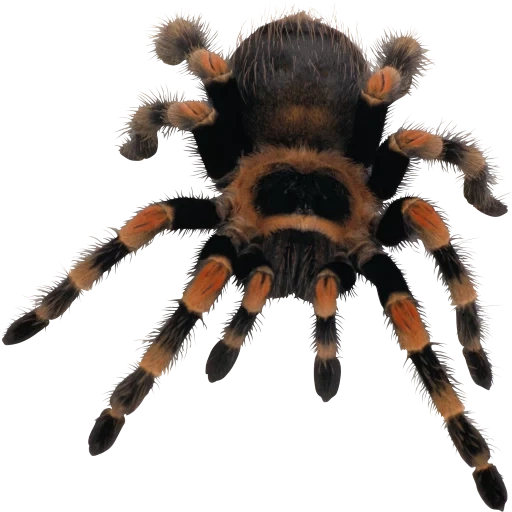 zeichnungen, spinnenclipart, spinnen tarantula, spinne mit einem weißen hintergrund, spinne mit einem transparenten hintergrund