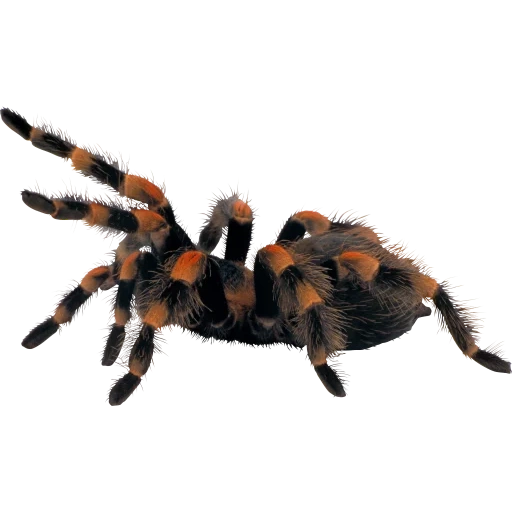 nerf phaser, laba-laba tarantula, laba-laba dengan latar belakang putih, latar belakang putih tarantula, laba-laba latar belakang transparan