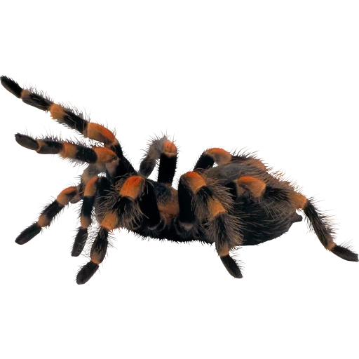 blaster nerf, spinnen tarantula, spinne mit einem weißen hintergrund, tarantula mit weißem hintergrund, spinne mit einem transparenten hintergrund