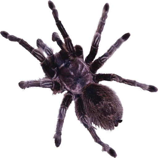 spinne, tarantel, die spinne ist schwarz, tarantula ist schwarz, spinnengeflügelhaus von oben