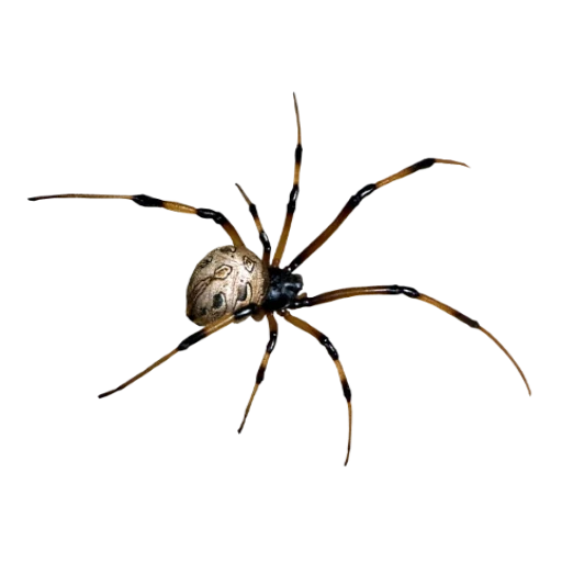 пауки, паук серый, паук без фона, домашние пауки, паук прозрачном фоне