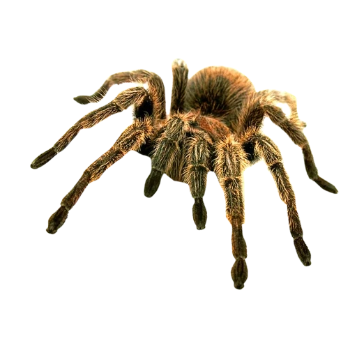 araignée, tarentule d'araignée, tarantule d'araignée sur le côté, araignée avec un fond transparent, comme apu sans fond