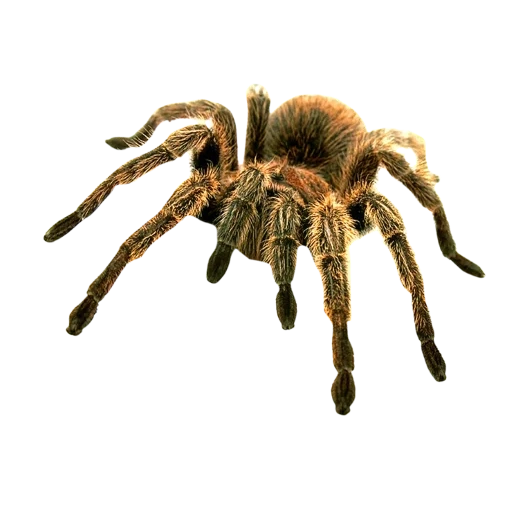 spinne, spinnen tarantula, spinnen tarantula an der seite, spinne mit einem transparenten hintergrund, apu ähnlich ohne hintergrund