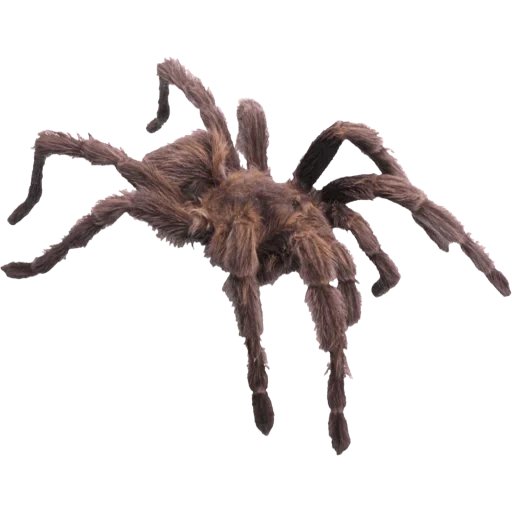 laba-laba, laba-laba tarantula, laba-laba dengan latar belakang putih, laba-laba coklat, insects flashcards