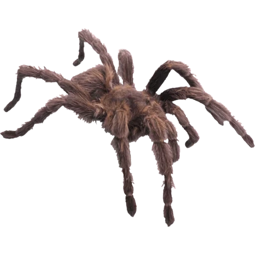 spinne, spinnen tarantula, spinne mit einem weißen hintergrund, braune spinne, insekten flashkarten