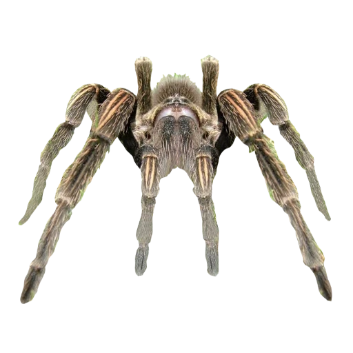 aranha, tarantula, tarântula, tarântula, aranha de tarântula