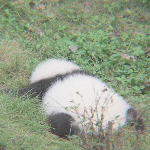 panda, panda, panda para trás, animais panda, panda gigante