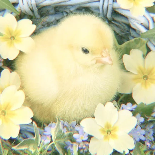 chick, cute chicken, colored chickens, beautiful chickens, small chickens