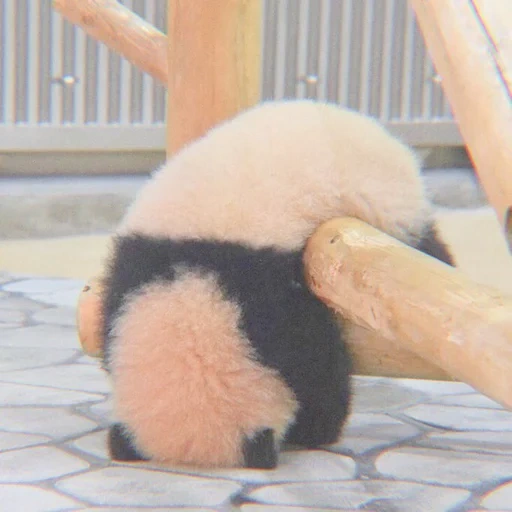 panda engraçado, pandas engraçados, panda gigante, os animais mais fofos, fotos engraçadas de animais