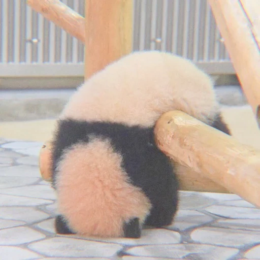 panda lucu, panda lucu, panda raksasa, hewan paling lucu, foto lucu hewan