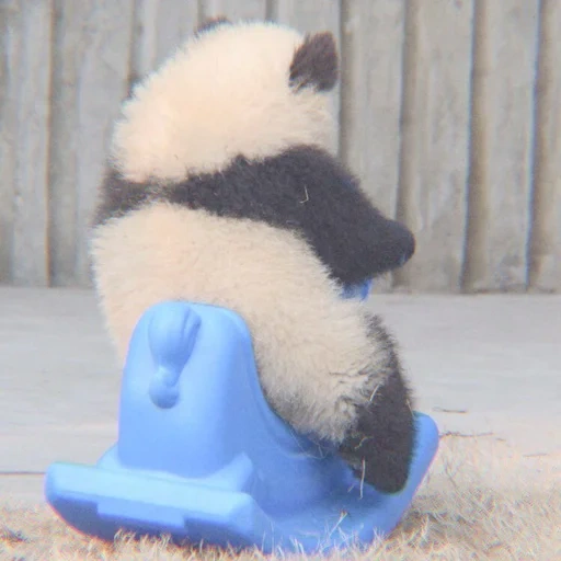 panda panda, frohe panda, panda walzen, beleidigter panda, die welt des babypandas