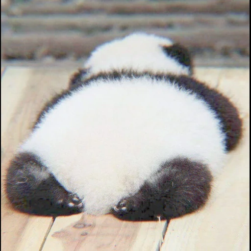 panda é querido, cub panda, os animais são fofos, panda é um animal, panda gigante