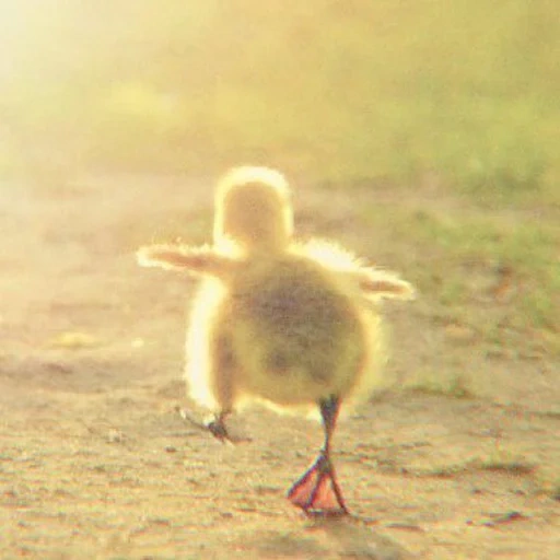 duck, duckling, the chicken runs, little ducklings, the chicken is funny