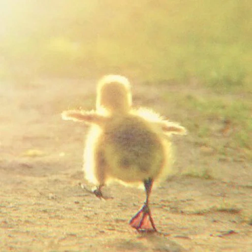 anatra, anatroccolo, il pollo corre, piccoli anatroccoli, il pollo è divertente