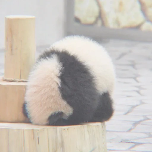 panda hedgehog, panda sayang, panda besar, rumah panda, hewan panda