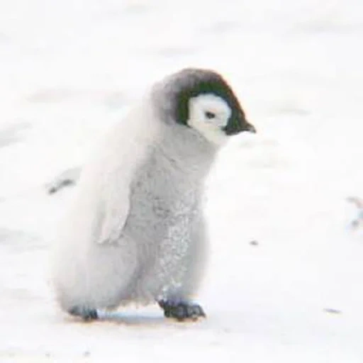 pinguins, bebê pinguim, penguin querido, o pinguim é pequeno, pequeno pinguim triste