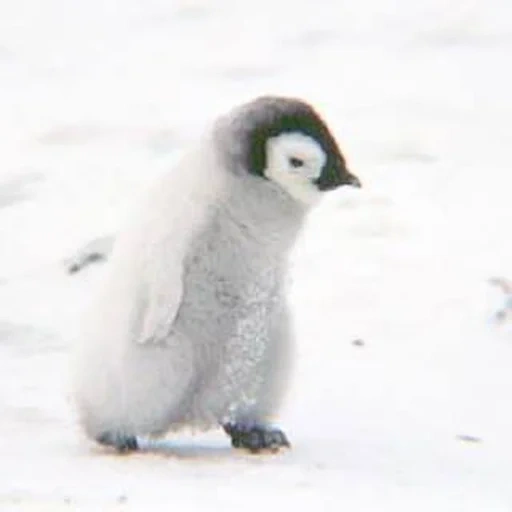 pingouins, bébé pingouin, penguin cher, le pingouin est petit, triste petit pingouin