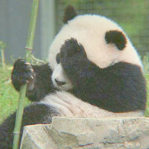 panda, museau de panda, panda géant, animaux panda, panda triste