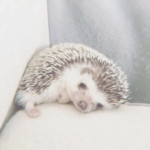 thorny hedgehog, tired hedgehog, sad hedgehog, little hedgehog, the mood is sad hedgehog