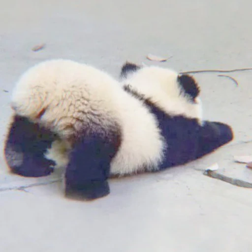 панда, пандочка, милая панда, baby animals, животные панда