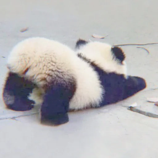 panda, pandochka, sweet panda, baby animals, animals panda