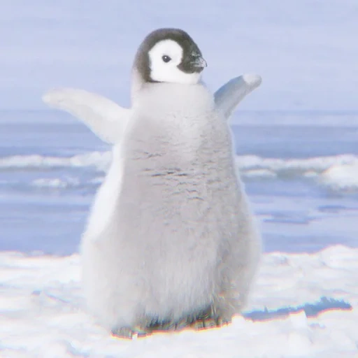 manchot, penguin cher, le pingouin est petit, pingouin poroto, pingouin impérial