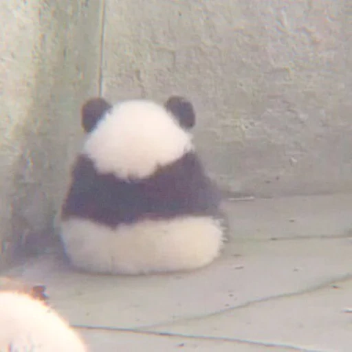 panda, panda is dear, memes funny, no talk i angy meme, panda is big small
