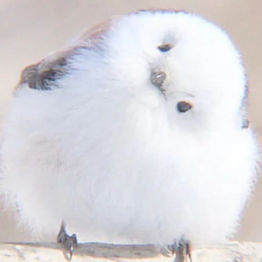 shima enaga, cotton tail, fluffy bird, bird with a white head, i like this this is cute