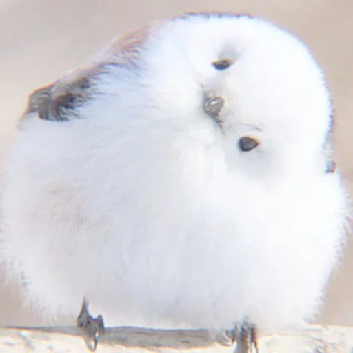 shima enaga, queue de coton, oiseau moelleux, oiseau avec une tête blanche, j'aime ça c'est mignon