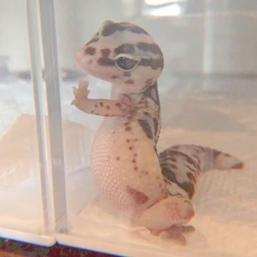 gecko, hyeckon é fofo, o lagarto de haeckon, haeckon acena sua pata, haeckon eublefar fofo