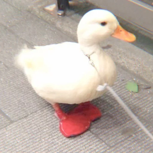 duck duck, white ducks, duck duck, duck duck, the duck is white cute