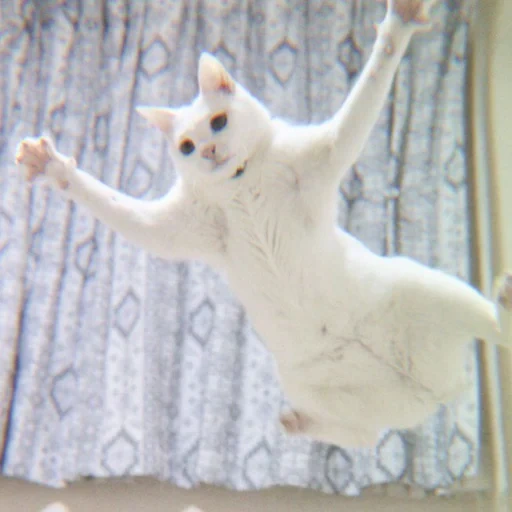 der kater, tanzende katze, tanzende katze, die weiße katze tanzt, tanzkatze chako