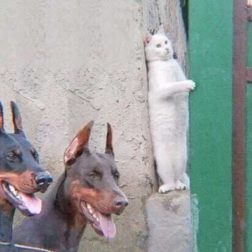 кошка, кот собака, собака веселая, собака животное, кот доберманы мем
