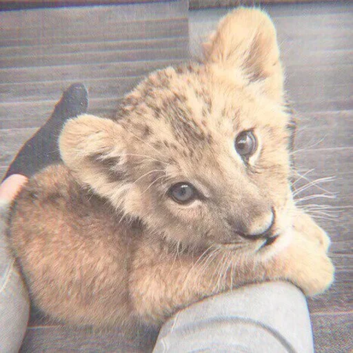 ville de lion, animaux leo, lion cub fait maison, lion triste, les animaux les plus mignons