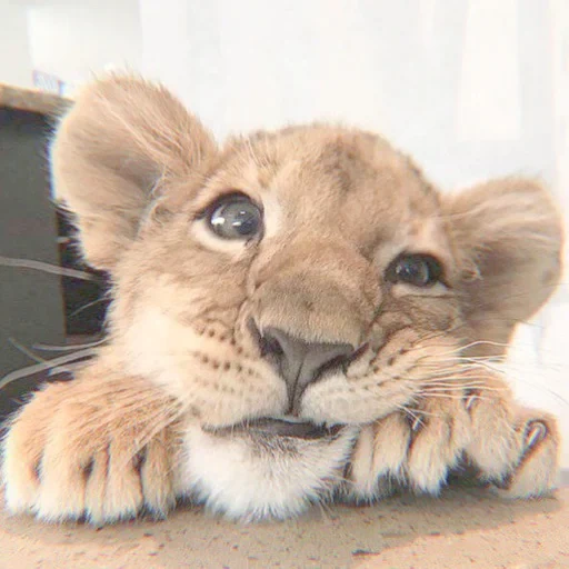 lion city, caro leone, dolce leone, il muso del cucciolo di leone, leone triste