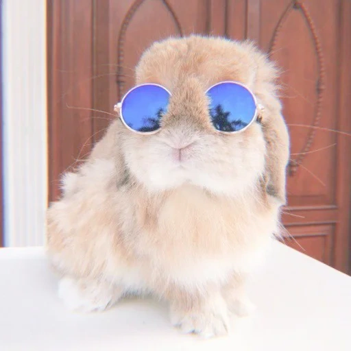 black glasses rabbit, the glasses are funny, cheerful rabbit