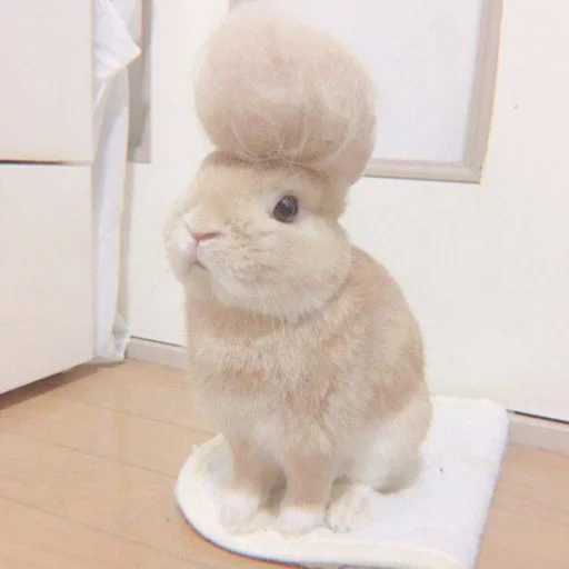 lapin, beaux lapins, lapin angora, lapins très mignons, coupe de cheveux angora rabbit