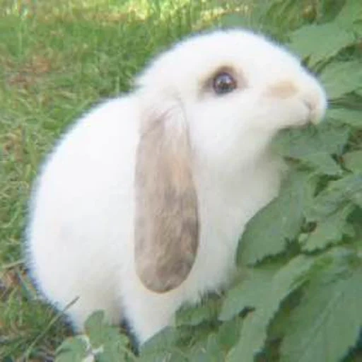 bunny, krolik, coniglio, caro coniglio, coniglio di estetica