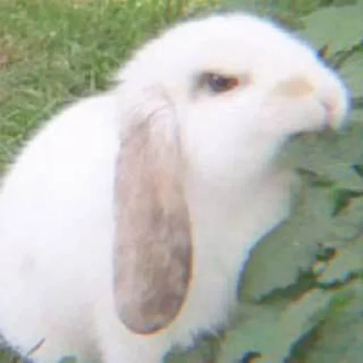 bunny, kroll, coniglio, caro coniglio, coniglio un animale