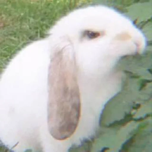 hase, kroll, hase, lieber kaninchen, kaninchen ein tier