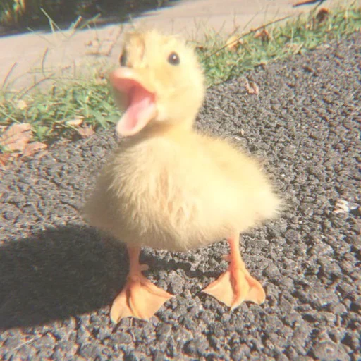 anadón, pato de pato, pato de pato, patitos divertidos, patos divertidos