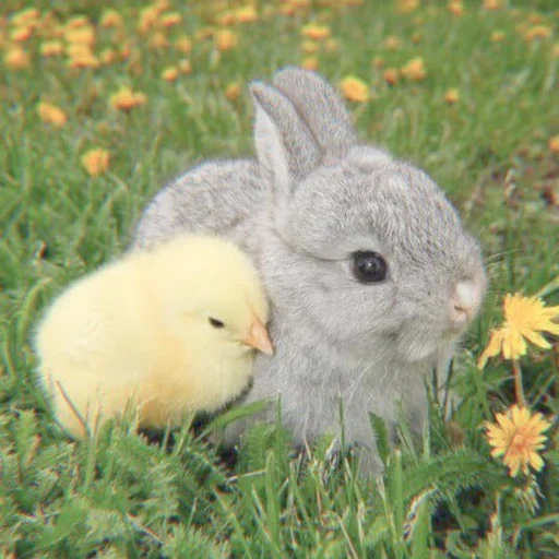 bayi kelinci, kelinci yang terhormat, kelinci yang indah, seekor kelinci ayam, kelinci lucu dengan ayam