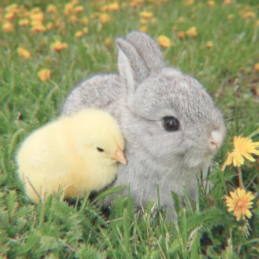 bébé lapin, cher lapin, belle lièvre, un lapin d'un poulet, mignons lapins avec un poulet