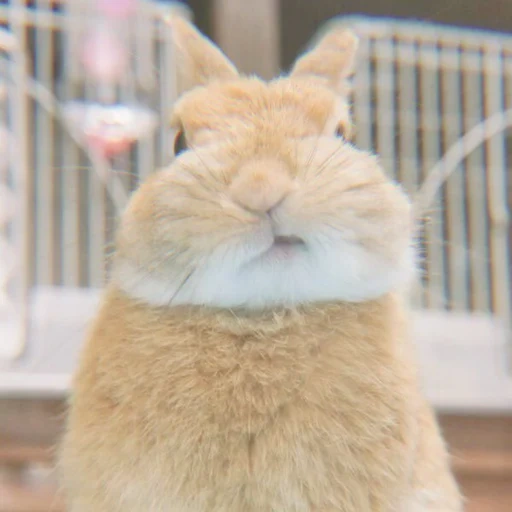 bunny, coniglio di gatto, caro coniglio, bella conigli, il coniglio è divertente