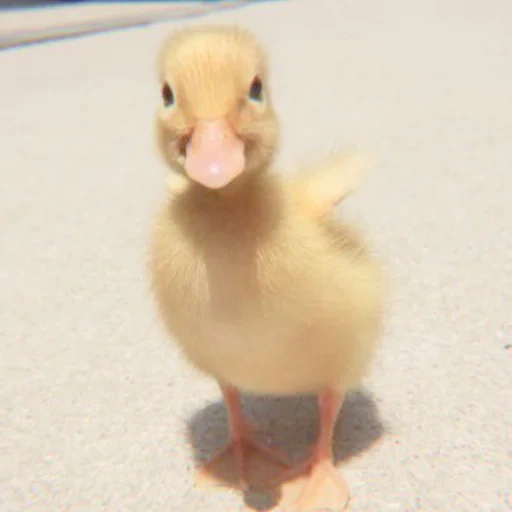 duck, duckling, duck duck, duckling duck, duck duck
