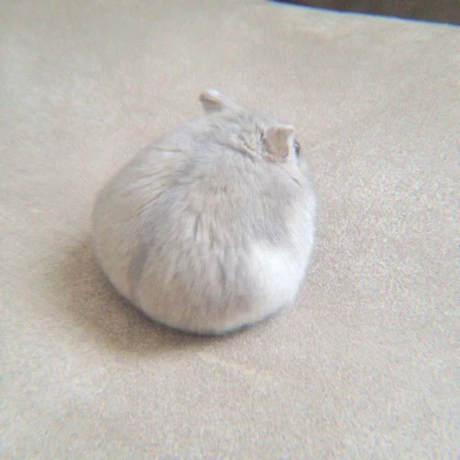 süße tiere, beleidigter hamster, der hamster ist lustig, das tier der chinchilla, zwerghamster