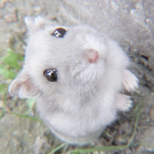 hamster, hamster jungaric, dzungarian hamster, dzungarian hamster, dwarf hamster dzungarsky