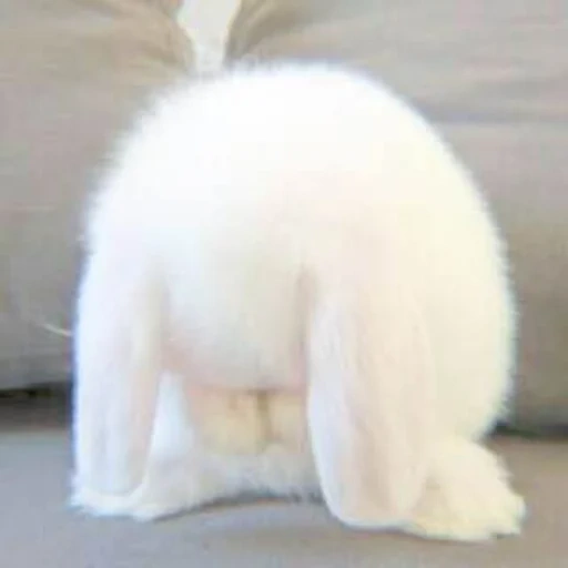 rabbit, dear rabbit, the rabbit is funny, home rabbit, the rabbit is embarrassed